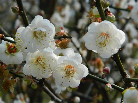 平地種梅樹|平地種植梅花品種選擇與台農花梅1 號 (純香)